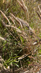 Elymus virginicus