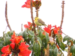 Icterus spurius