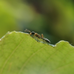 Pseudomyrmex gracilis