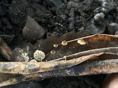 Cryptomarasmius corbariensis