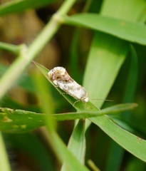 Acontiini