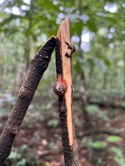 Apothapsia thomensis