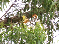 Icterus spurius