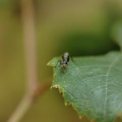 Pseudomyrmex gracilis