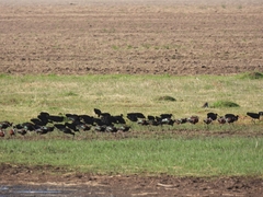 Plegadis chihi
