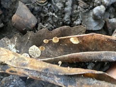 Cryptomarasmius corbariensis