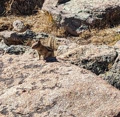 Callospermophilus lateralis lateralis