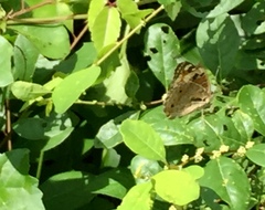 Junonia orithya