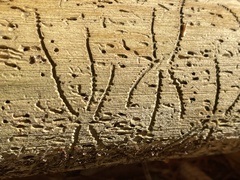 Pityogenes bidentatus