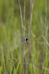 Mallophora bomboides