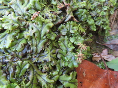 Marchantia polymorpha polymorpha