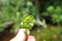 Micranthemum umbrosum