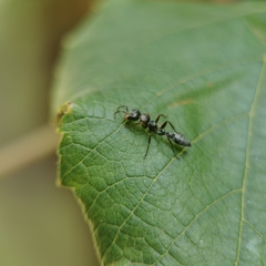 Pseudomyrmex gracilis