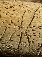 Pityogenes bidentatus