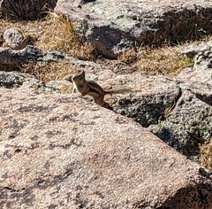 Callospermophilus lateralis lateralis