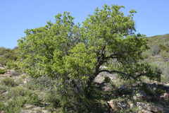 Searsia tomentosa