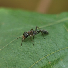 Pseudomyrmex gracilis