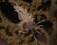 Rubramoena rubescens