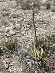 Agave lechuguilla