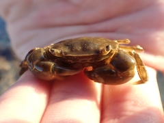 Hemigrapsus takanoi
