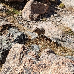 Callospermophilus lateralis lateralis