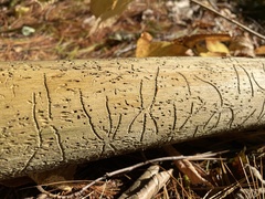 Pityogenes bidentatus