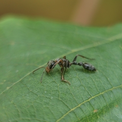 Pseudomyrmex gracilis