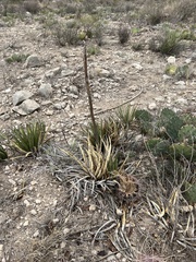 Agave lechuguilla