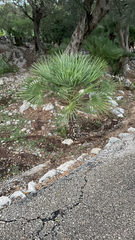 Chamaerops humilis