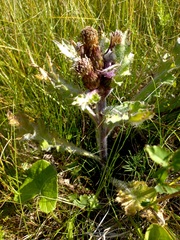 Cirsium acaule esculentum