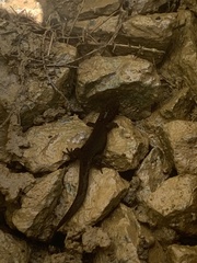 Sphaerodactylus klauberi