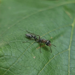 Pseudomyrmex gracilis