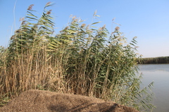 Phragmites australis altissimus