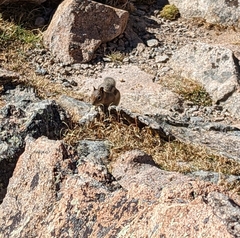 Callospermophilus lateralis lateralis