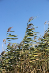 Phragmites australis altissimus