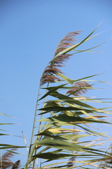 Phragmites australis altissimus
