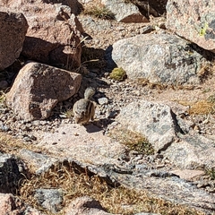 Callospermophilus lateralis lateralis