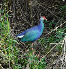 Porphyrio poliocephalus