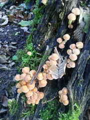 Hypholoma