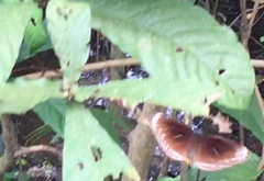 Euploea