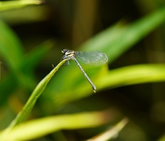 Onychargia atrocyana