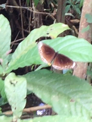 Euploea