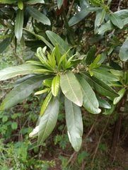 Pouteria gardneriana