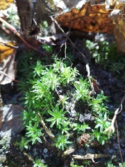 Atrichum undulatum