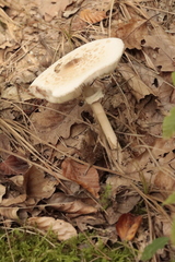 Amanita citrina