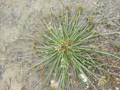 Fimbristylis dichotoma