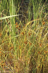 Cyperus glomeratus