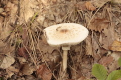 Amanita citrina