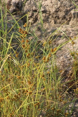 Cyperus glomeratus