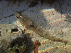 Pomatoschistus microps